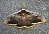 Saturnia pyri