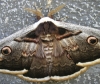 Saturnia pyri