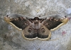 Saturnia pyri