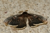 Saturnia pyri