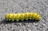 Saturnia pyri