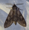 Sphinx maurorum