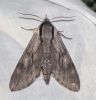 Sphinx maurorum