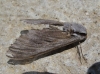 Sphinx maurorum