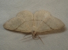 Adactylotis gesticularia (Hbner, 1817)