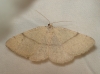Adactylotis gesticularia (Hbner, 1817)