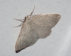 Adactylotis gesticularia (Hbner, 1817)