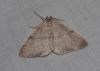 Adactylotis gesticularia (Hbner, 1817)