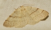 Adactylotis gesticularia (Hbner, 1817)