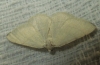 Adactylotis gesticularia (Hbner, 1817)