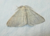 Adactylotis gesticularia (Hbner, 1817)
