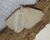 Adactylotis gesticularia (Hbner, 1817)