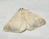 Adactylotis gesticularia (Hbner, 1817)