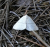 Adactylotis gesticularia (Hbner, 1817)
