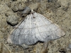 Adactylotis gesticularia (Hubner, 1817)
