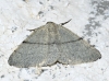 Adactylotis gesticularia (Hubner, 1817)
