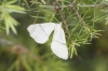 Adactylotis gesticularia (Hubner, 1817)