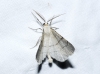 Adactylotis gesticularia (Hubner, 1817)