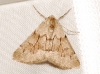 Adalbertia castiliaria (Staudinger, 1900)