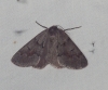 Adalbertia castiliaria (Staudinger, 1900)