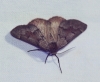 Adalbertia castiliaria (Staudinger, 1900)