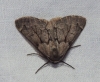 Adalbertia castiliaria (Staudinger, 1900)