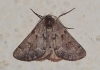 Adalbertia castiliaria (Staudinger, 1900)