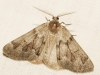 Adalbertia castiliaria (Staudinger, 1900)