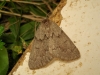 Adalbertia castiliaria (Staudinger, 1900)