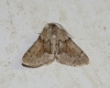 Adalbertia castiliaria (Staudinger, 1900)