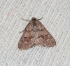 Adalbertia castiliaria (Staudinger, 1900)