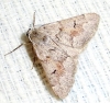 Adalbertia castiliaria (Staudinger, 1900)