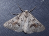 Adalbertia castiliaria (Staudinger, 1900)