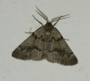 Adalbertia castiliaria (Staudinger, 1900)