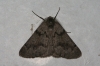 Adalbertia castiliaria (Staudinger, 1900)