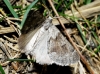 Adalbertia castiliaria (Staudinger, 1900)