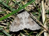 Adalbertia castiliaria (Staudinger, 1900)