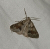 Adalbertia castiliaria (Staudinger, 1900)