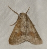 Adalbertia castiliaria (Staudinger, 1900)