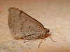 Aleucis distinctata (Herrich-Schäffer, 1839)