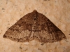 Aleucis distinctata (Herrich-Schffer, 1839)