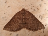 Aleucis distinctata (Herrich-Schäffer, 1839)