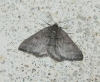 Aleucis distinctata (Herrich-Schäffer, 1839)