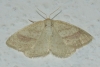 Aplasta ononaria (Fuessly, 1783)