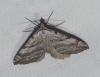 Aplocera efformata (Guene, 1858)