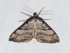 Aplocera efformata (Guene, 1858)