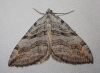 Aplocera efformata (Guene, 1858)