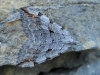 Aplocera efformata (Guene, 1858)