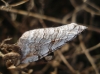 Aplocera plagiata (Linnaeus, 1758)