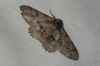Ascotis selenaria (Denis & Schiffermüller, 1775)